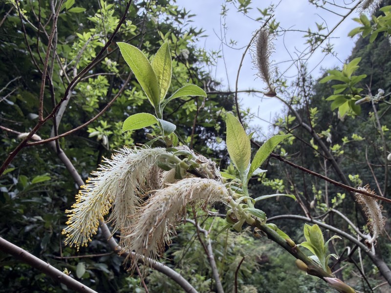 Salix pedicellata subsp. canariensis photo 4