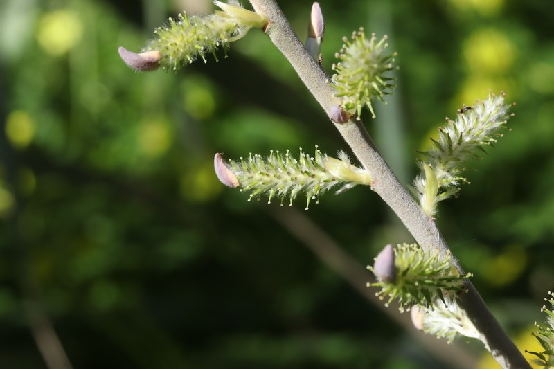 Salix pedicellata subsp. canariensis photo 5