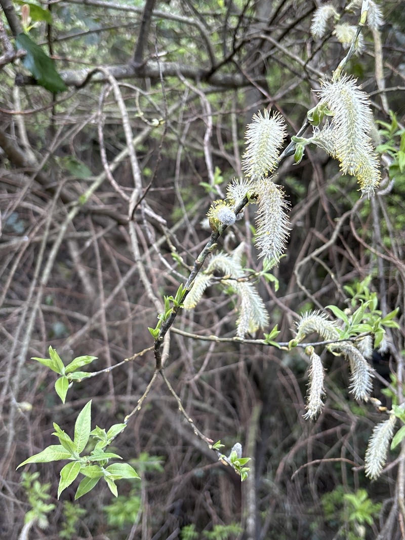 Salix pedicellata subsp. canariensis photo 6