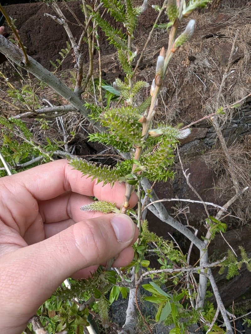Salix pedicellata subsp. canariensis photo 8