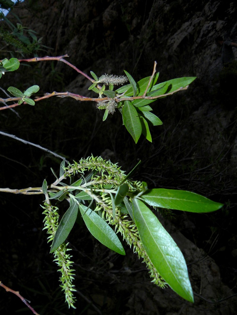 Salix pedicellata subsp. pedicellata