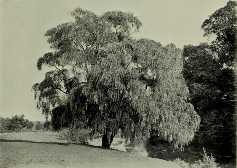 Blackbract Willow photo 3