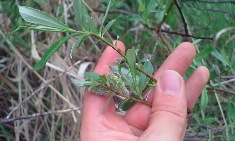 Satiny Willow photo 4