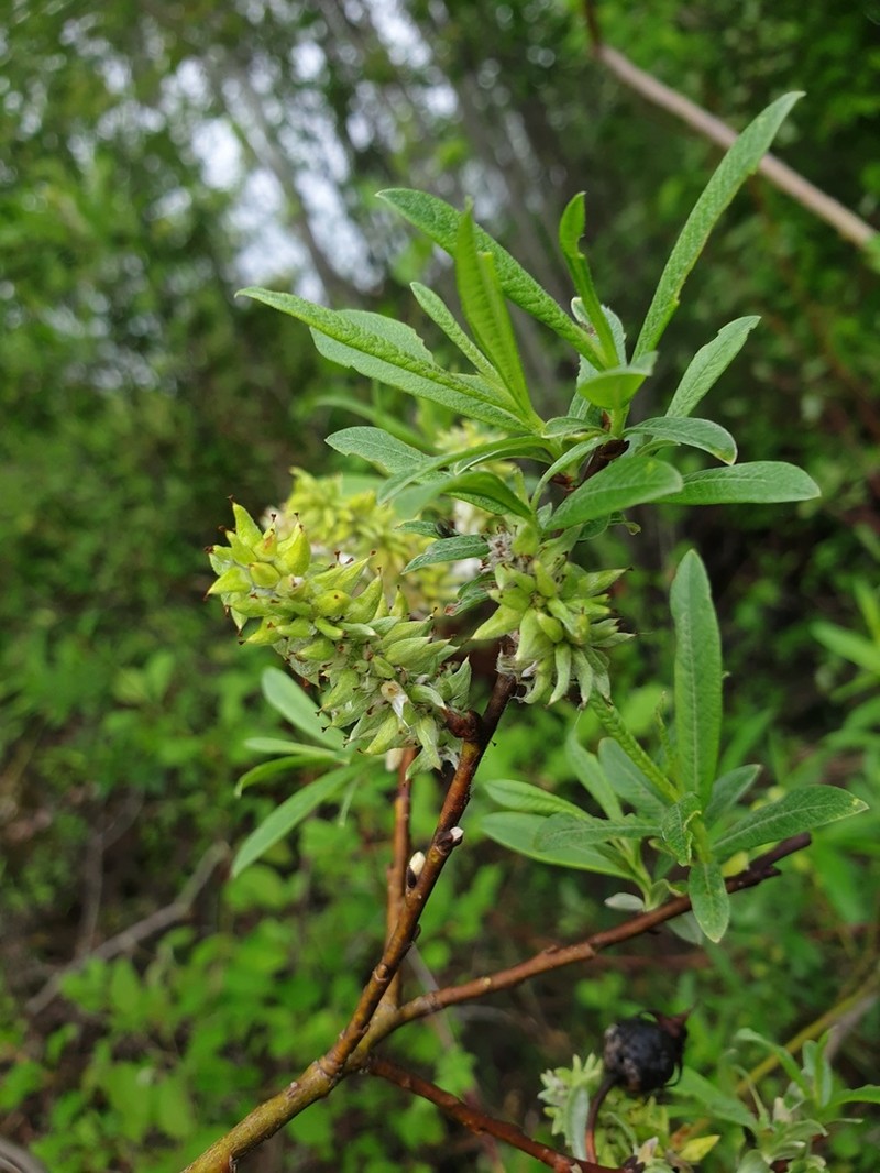 Satiny Willow photo 7