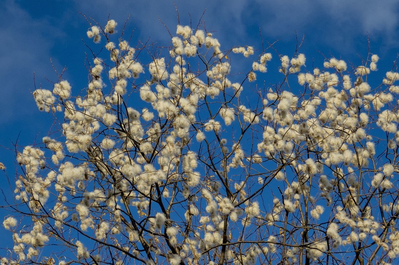 Laurel Willow photo 3