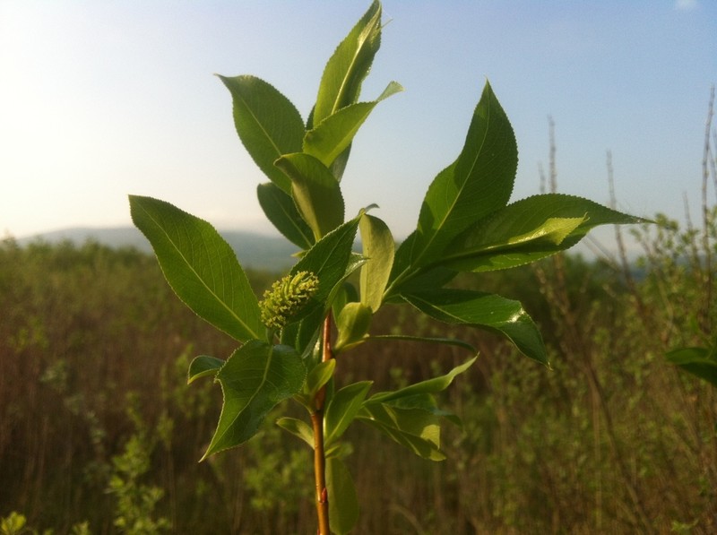 Laurel Willow photo 4