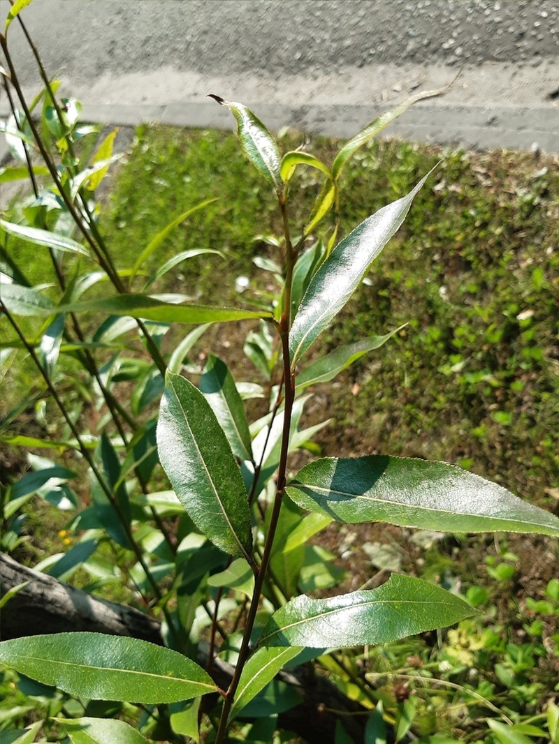 Laurel Willow photo 5