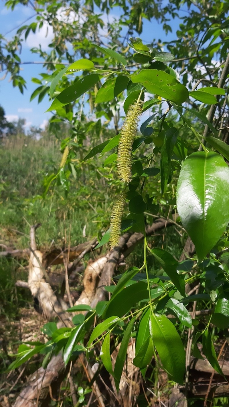 Laurel Willow photo 6