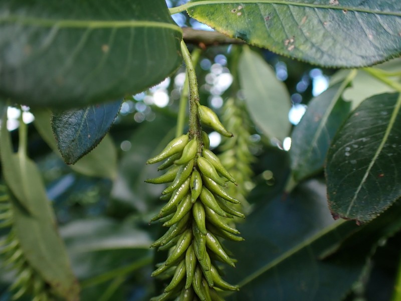 Laurel Willow photo 7