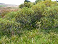 Laurel Willow