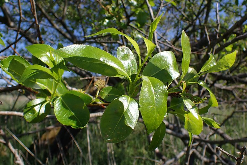Laurel Willow photo 6