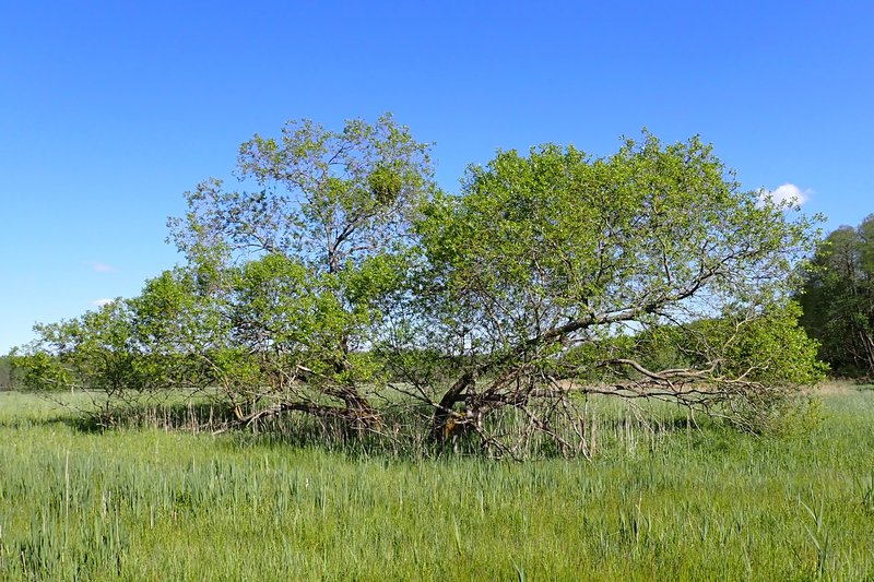 Laurel Willow photo 7
