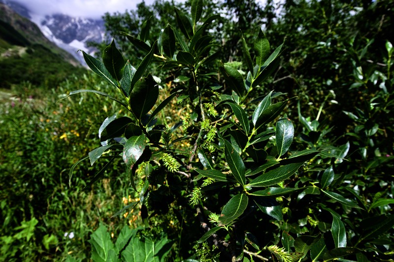 Salix pentandrifolia