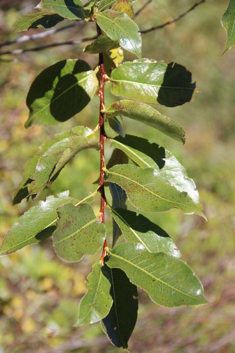 Salix pentandrifolia photo 2