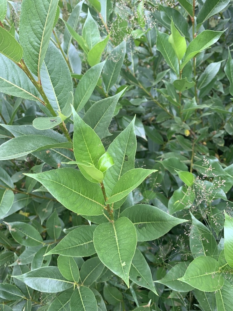 Salix pentandrifolia photo 3