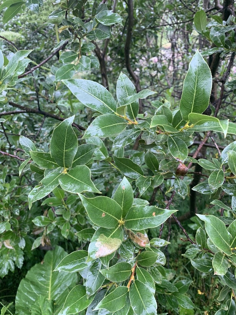 Salix pentandrifolia photo 4