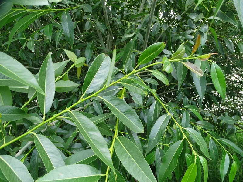 Salix pentandrifolia photo 5