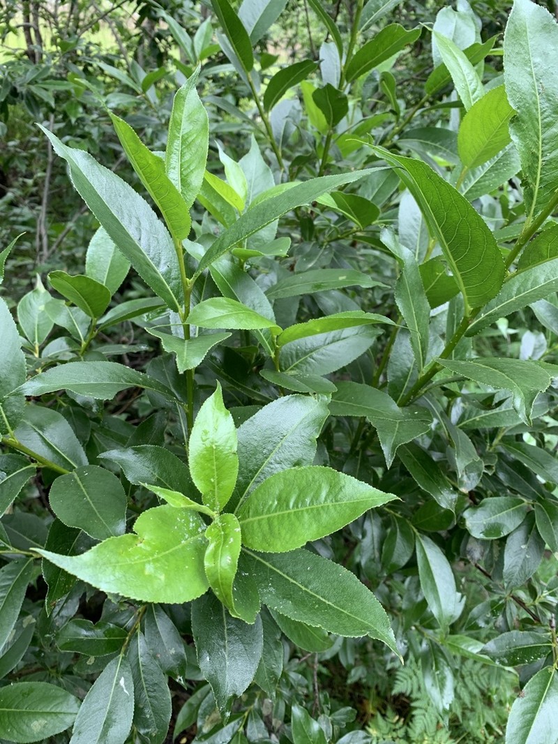 Salix pentandrifolia photo 6