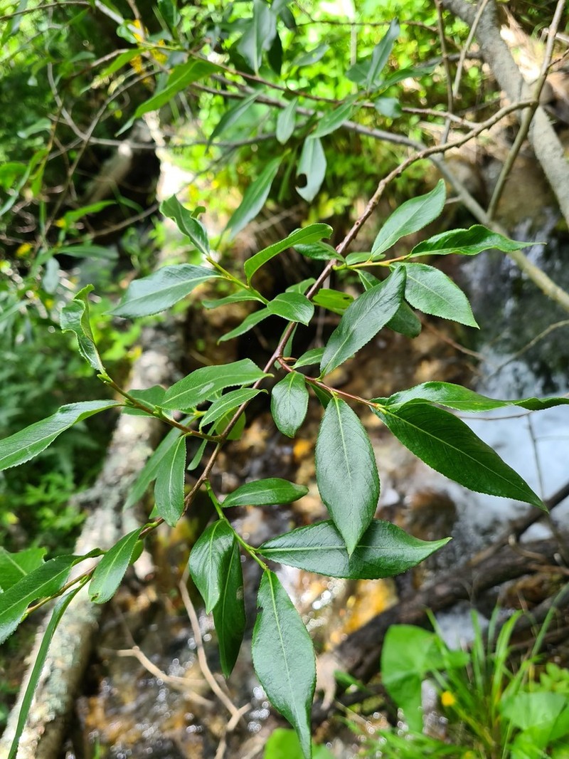 Salix pentandrifolia photo 7