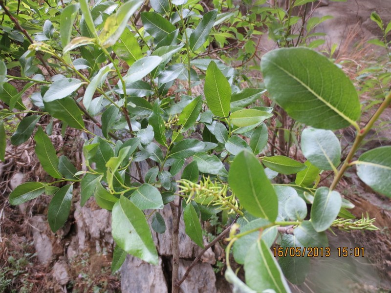 Salix pentandrifolia photo 8