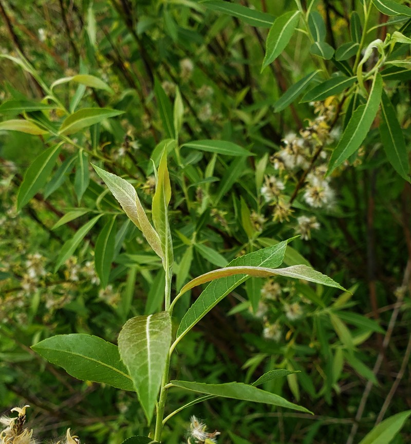 Meadow Willow