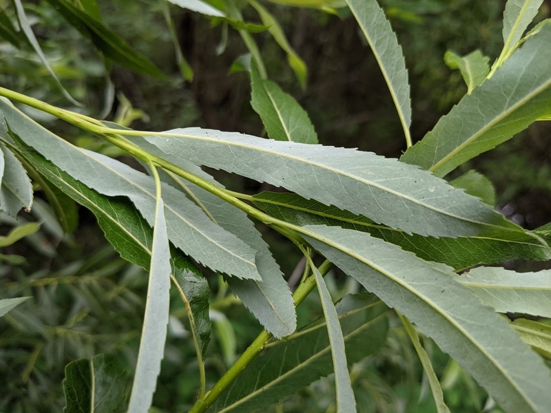 Meadow Willow photo 3