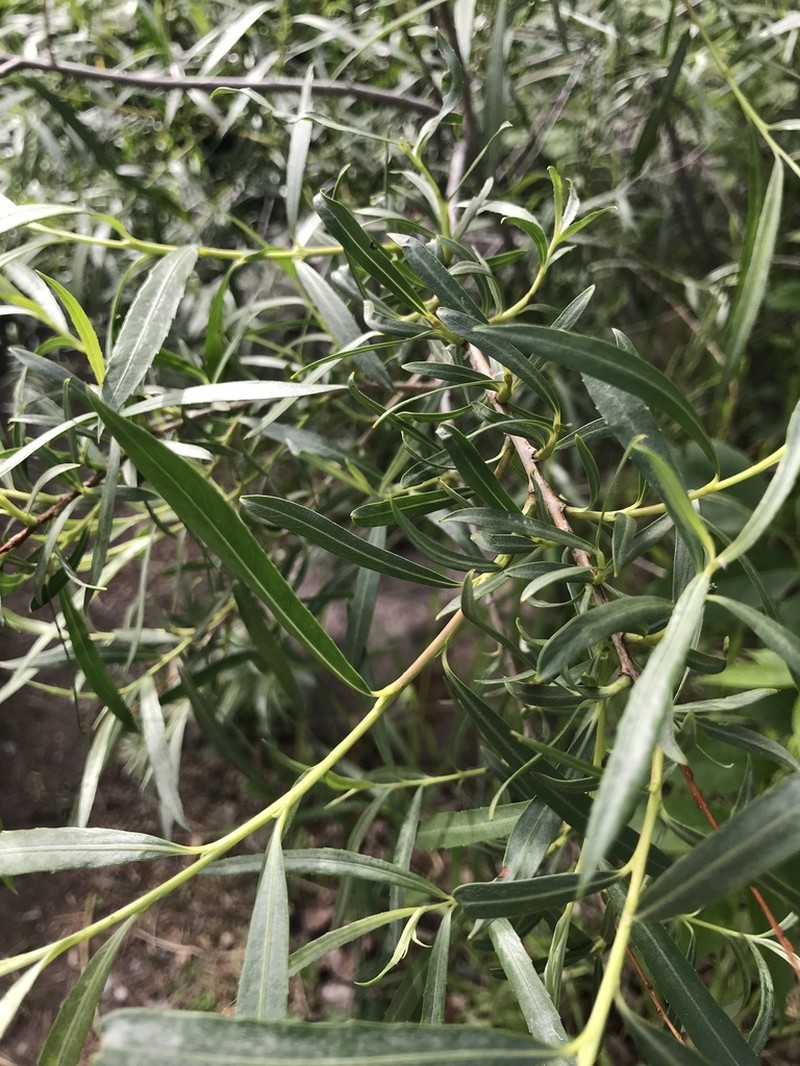 Meadow Willow photo 4