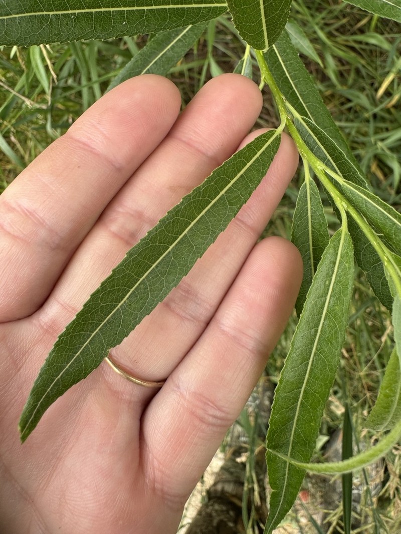 Meadow Willow photo 5