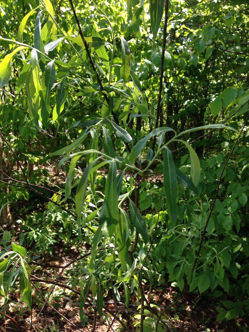 Meadow Willow photo 6