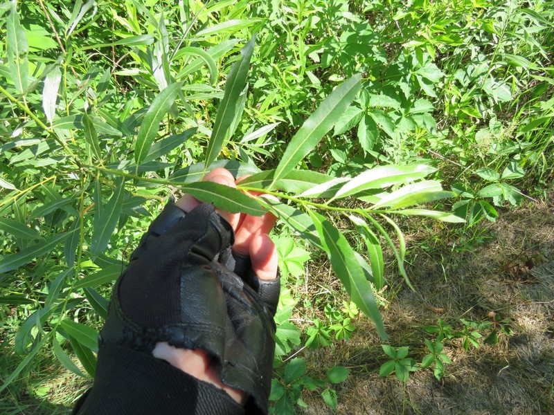 Meadow Willow photo 7