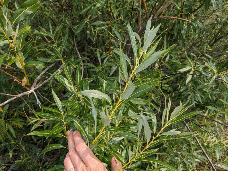 Meadow Willow photo 8