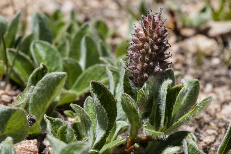 Alpine Willow