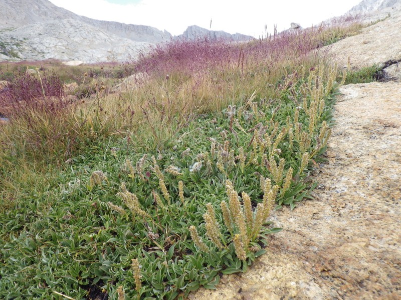 Alpine Willow photo 3