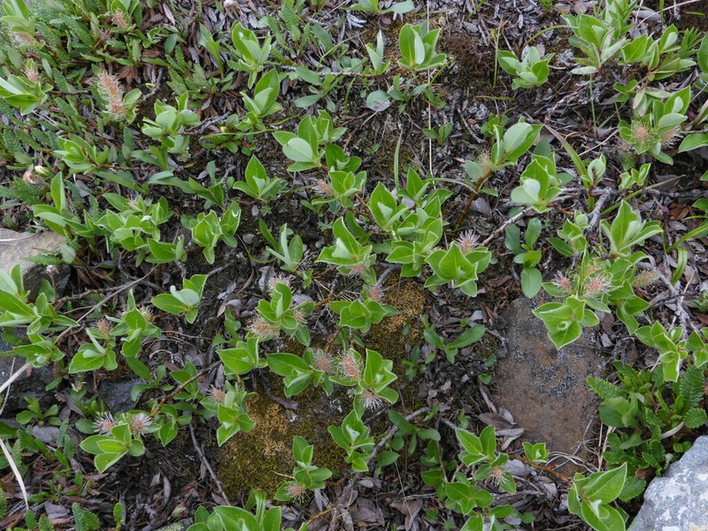 Alpine Willow photo 4