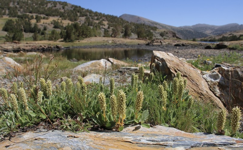 Alpine Willow photo 5
