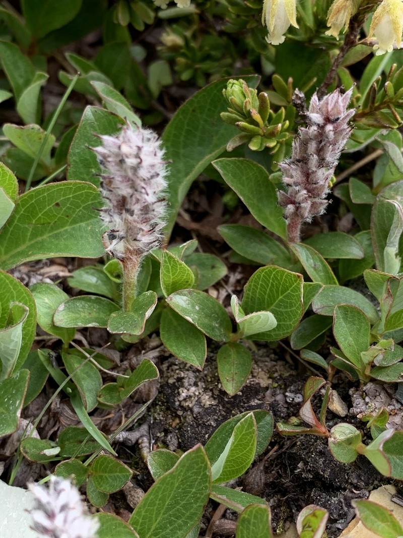 Alpine Willow photo 6