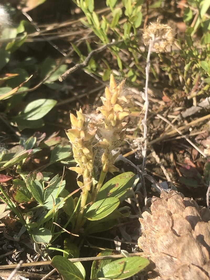 Alpine Willow photo 7