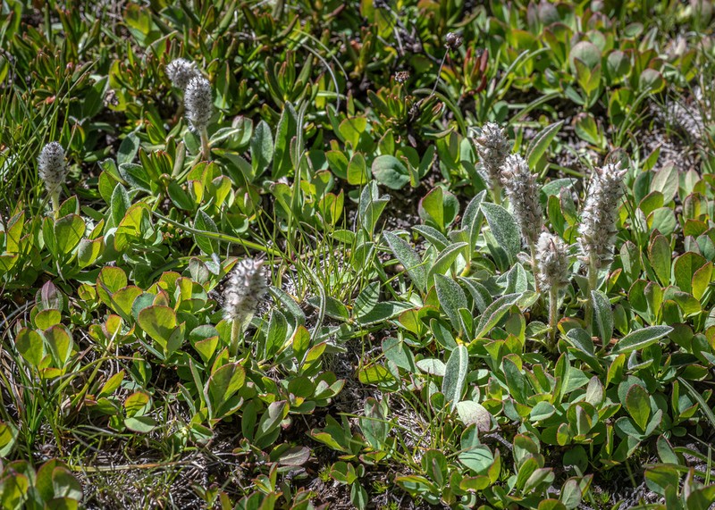 Alpine Willow photo 8