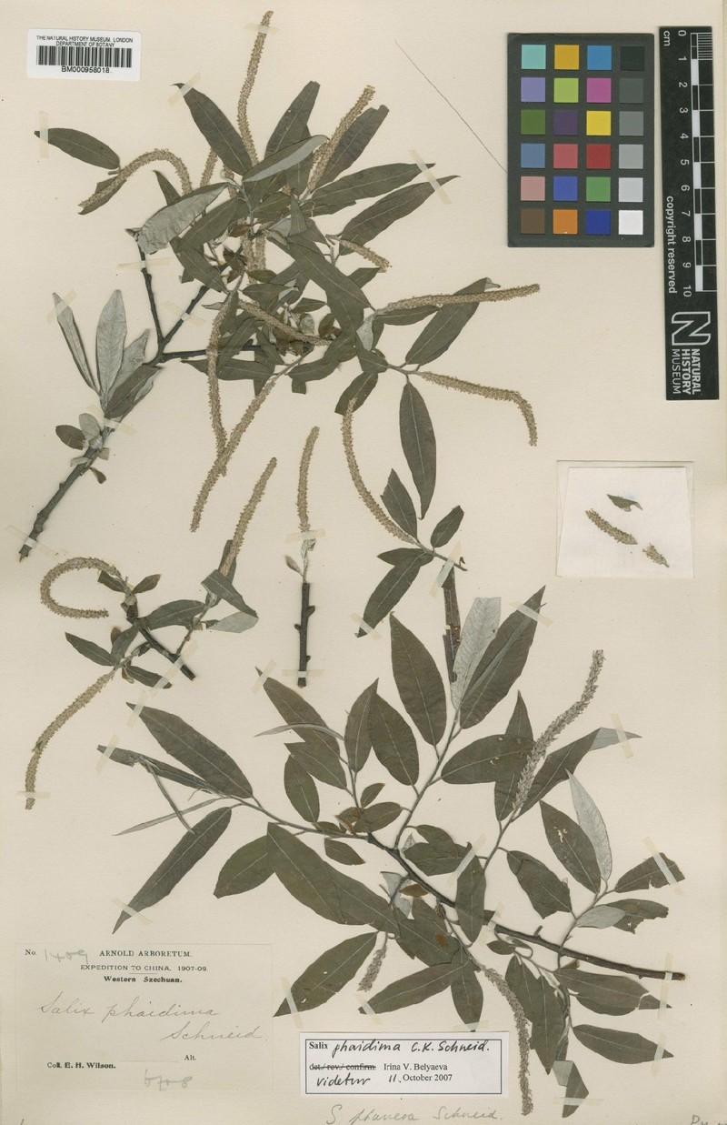 Salix phaidima