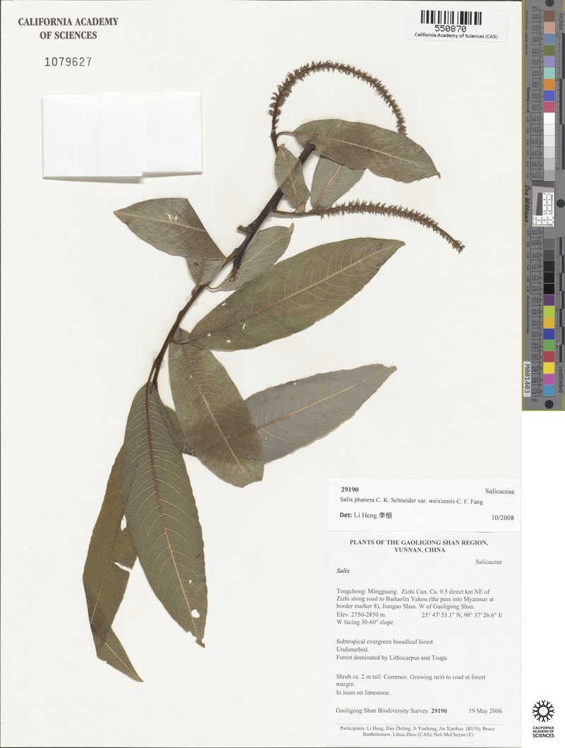 Salix phanera