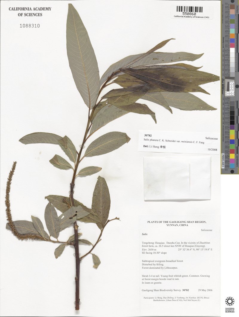 Salix phanera photo 2