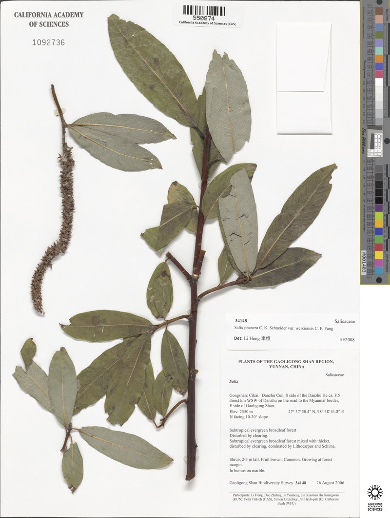 Salix phanera photo 3