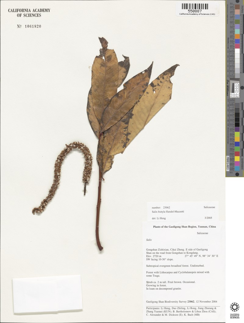 Salix phanera photo 4