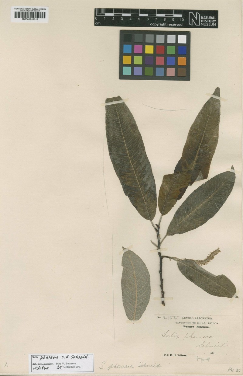 Salix phanera photo 5