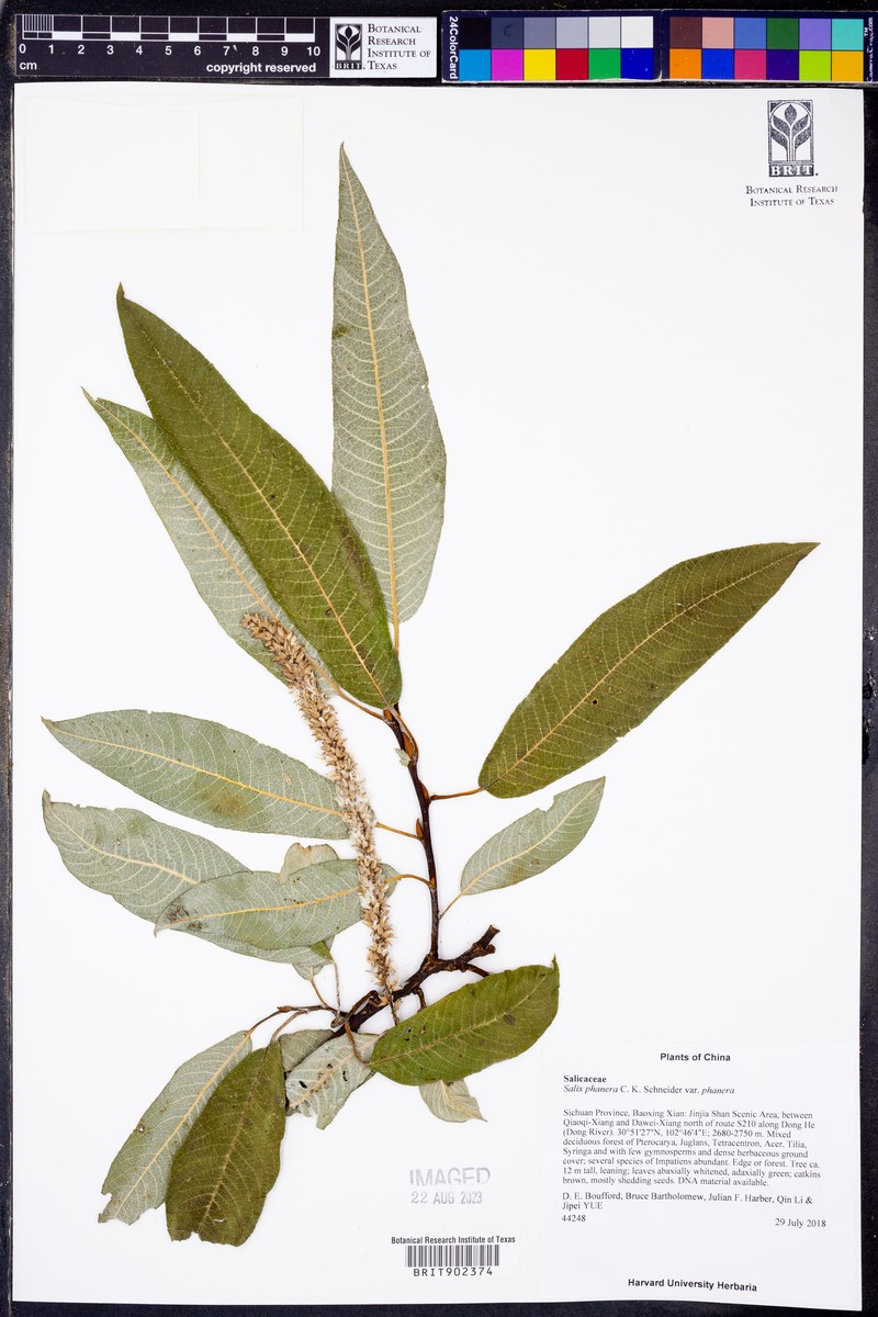 Salix phanera var. phanera
