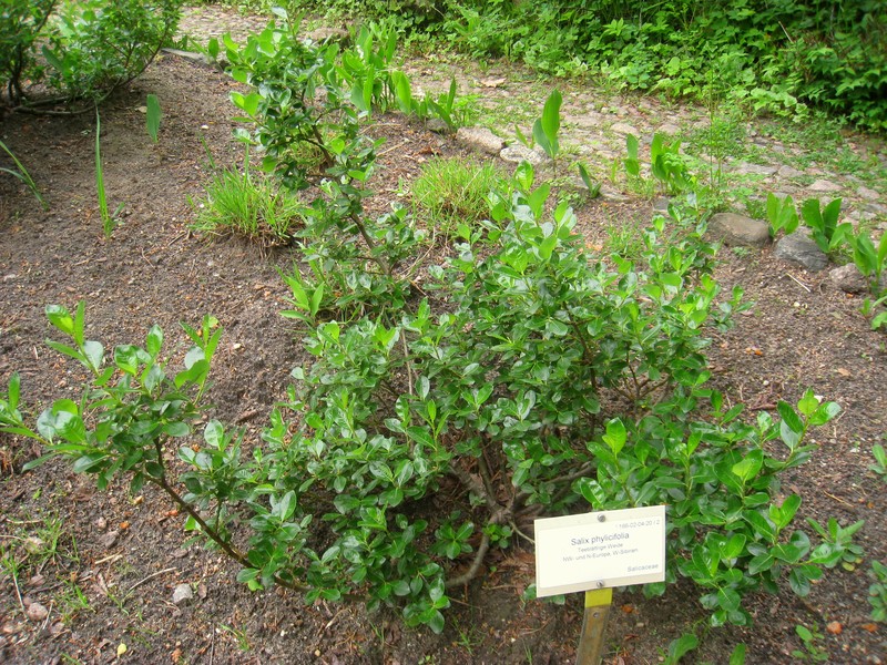 Willow