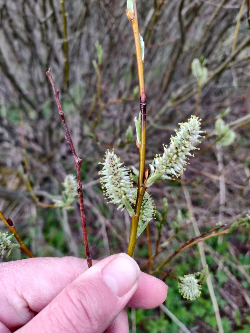 Willow photo 2