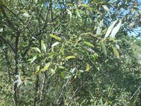Salix pierotii