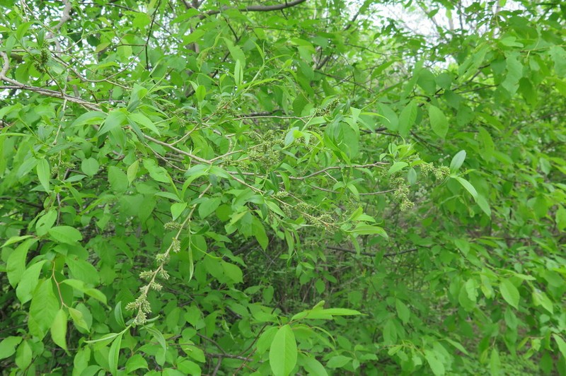 Salix pierotii photo 2