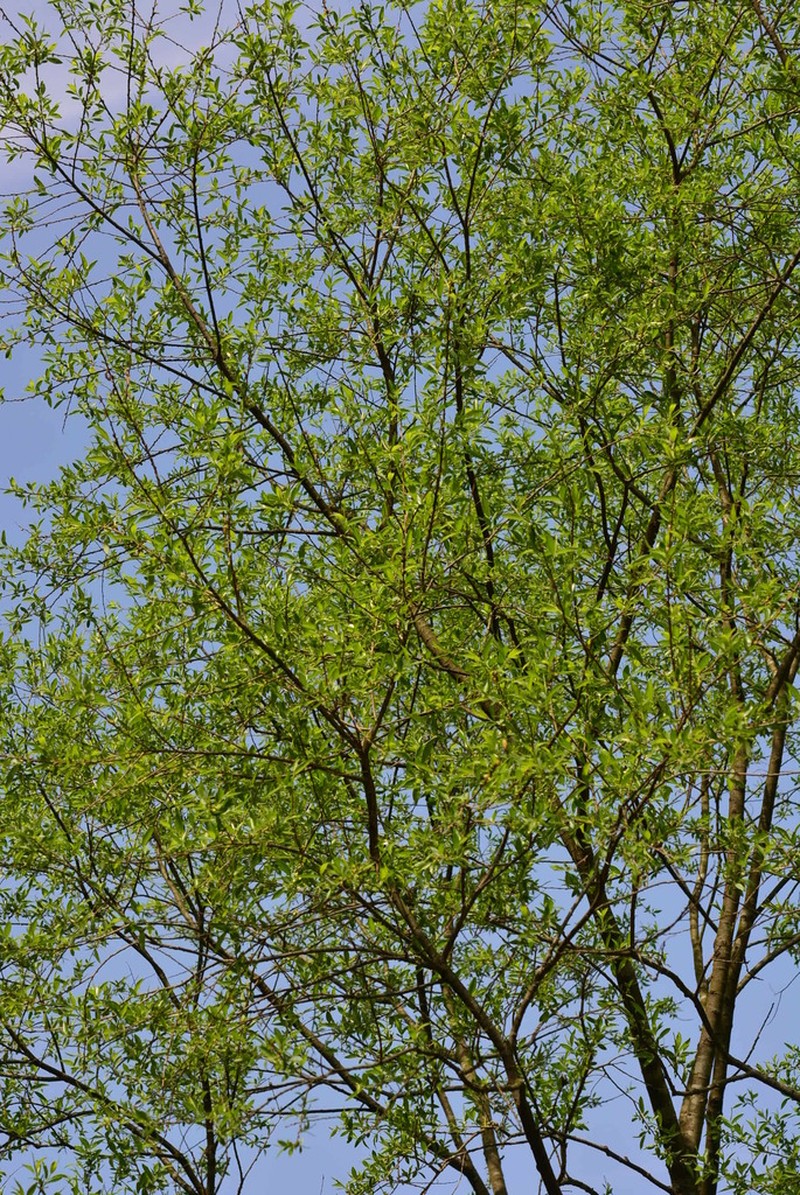 Salix pierotii photo 3
